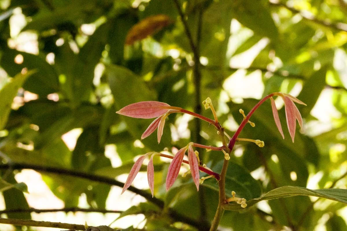Cannelle cassia du Kerala – bio et sauvage - Image 7