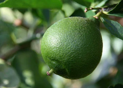 Kit - Le citron noir, dix façons de le préparer - Image 7