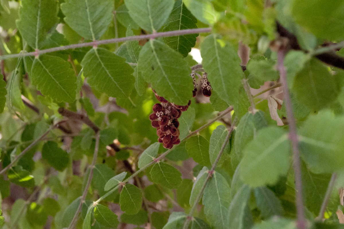 Kit - Le sumac, dix façons de le préparer - Image 8