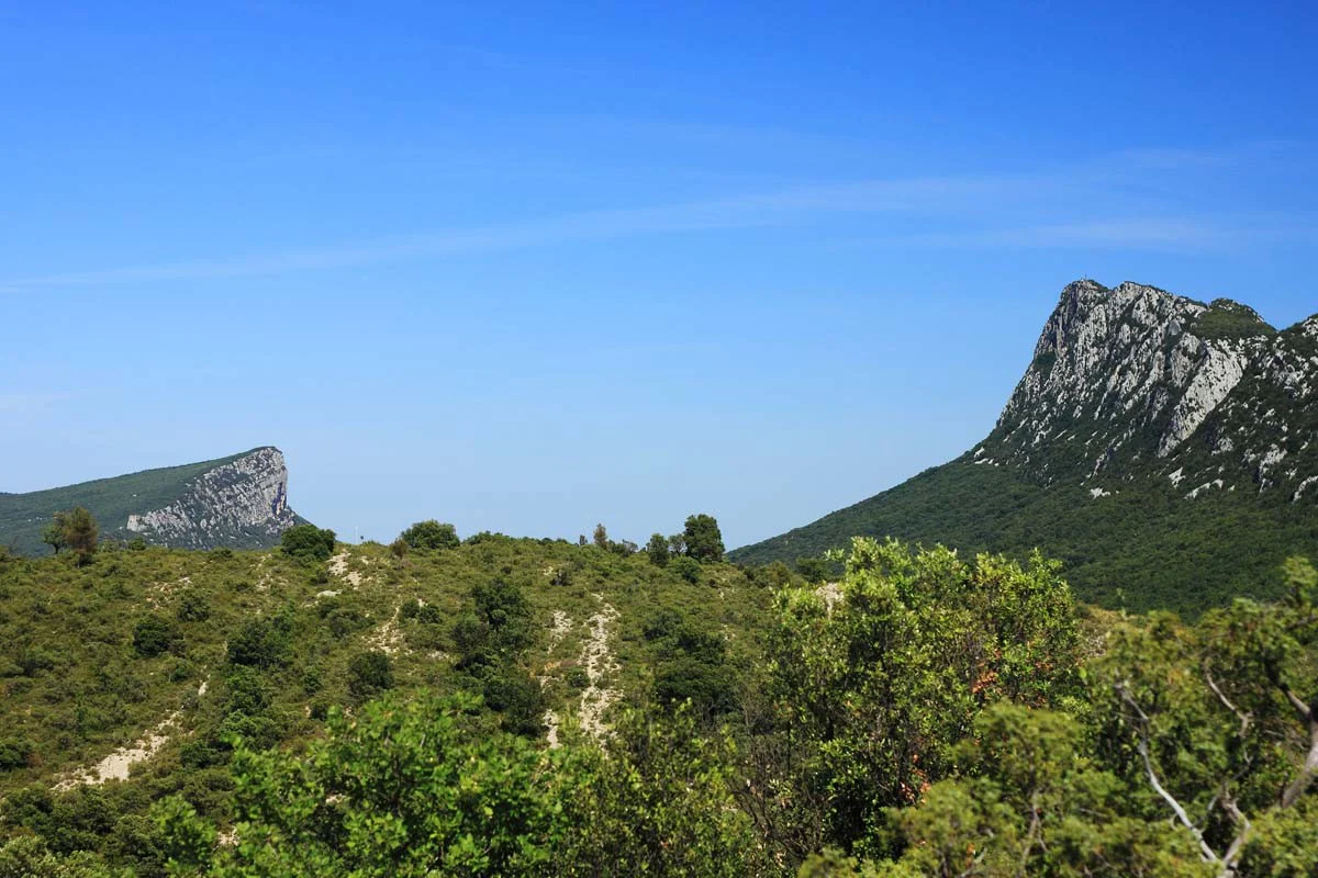 Laurier du Languedoc – bio et sauvage - Image 9