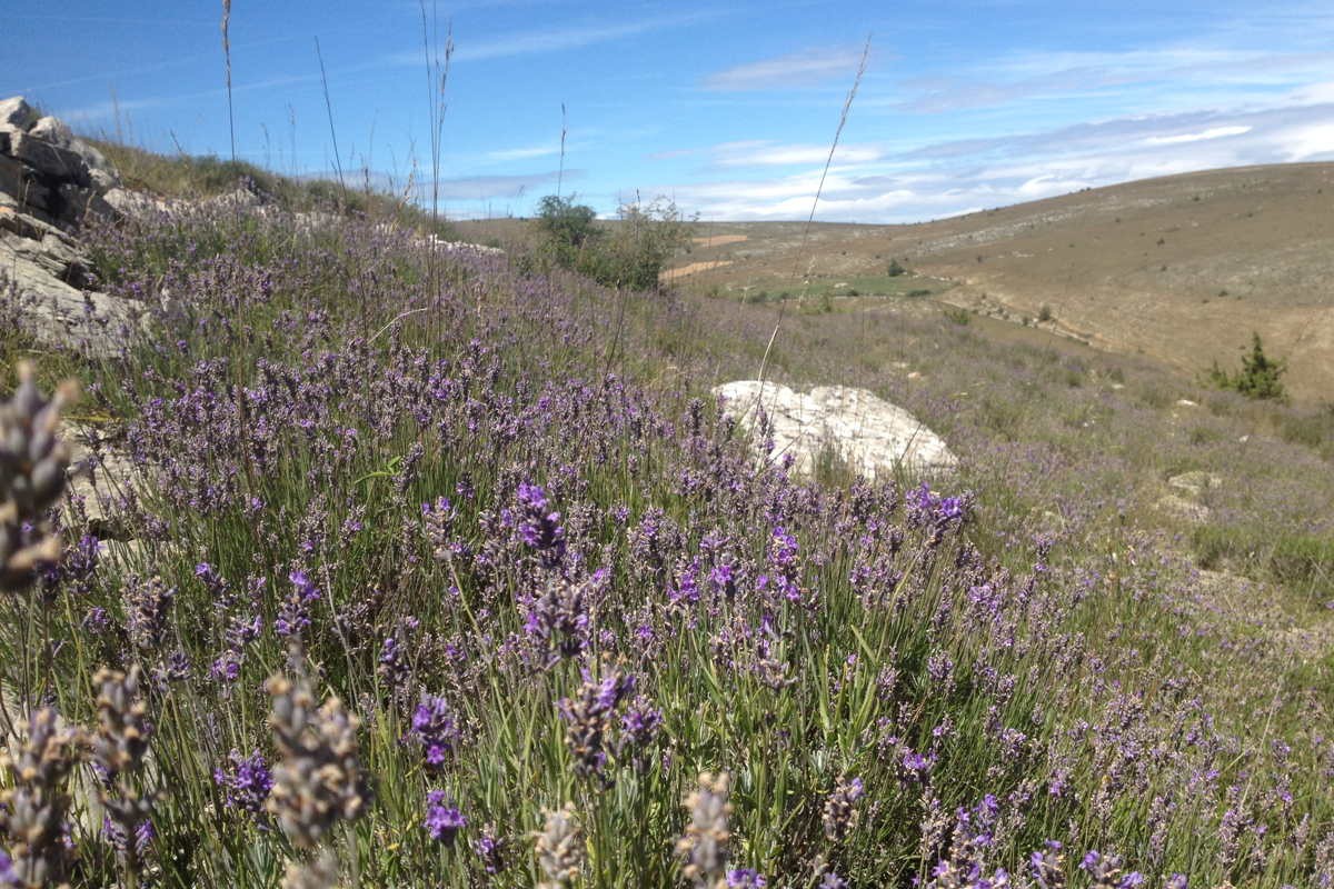 Lavande fine du Languedoc – bio et sauvage - Image 2