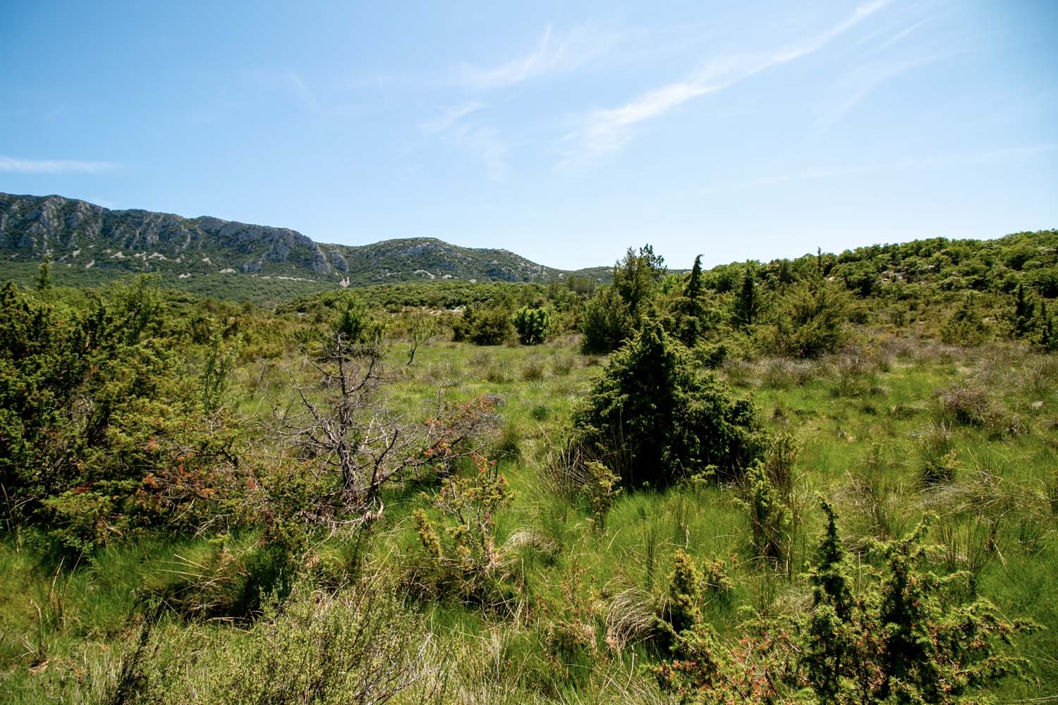 Lavande fine du Languedoc – bio et sauvage - Image 7