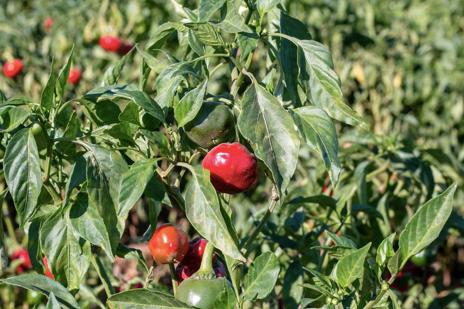 Paprika doux de Murcia - bio - Image 4