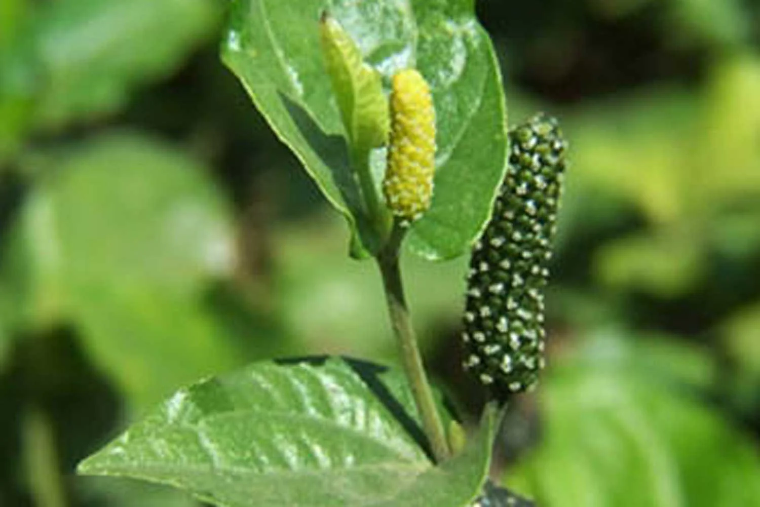 Petit poivre long d’Assam – bio et sauvage - Image 2
