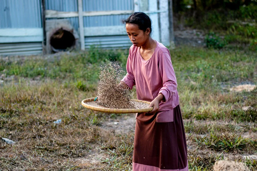 Poivre blanc de Sulawesi – bio - Image 8