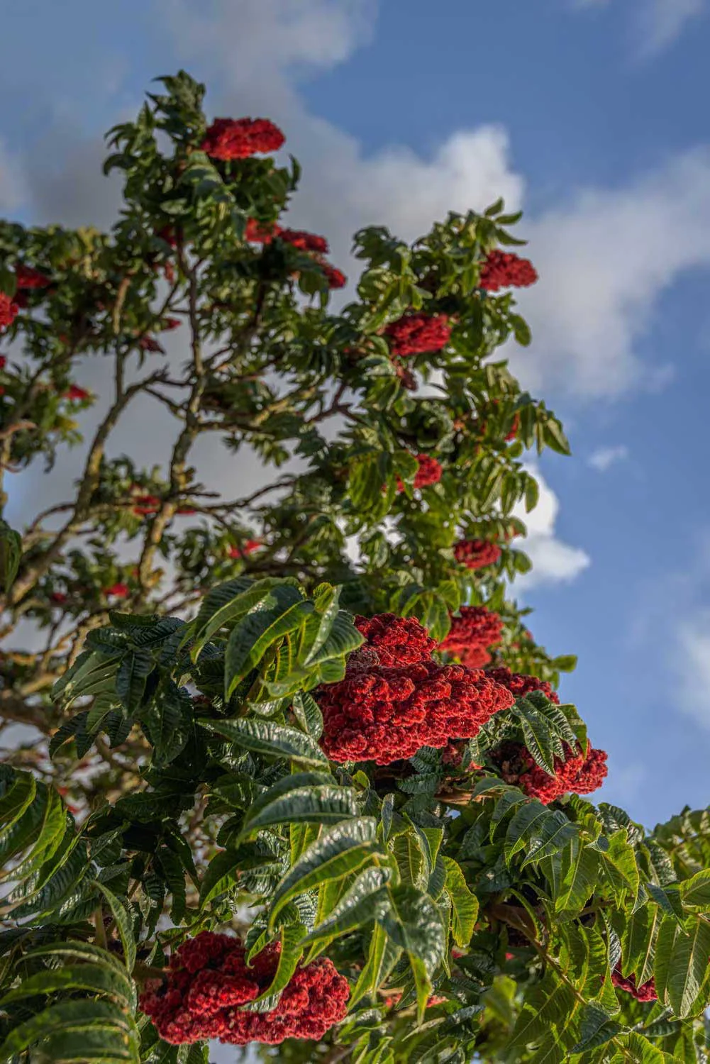 Sumac du Liban – sauvage - Image 3