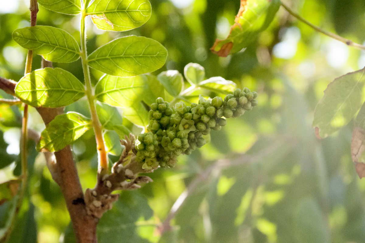 Sumac du Liban – sauvage - Image 4