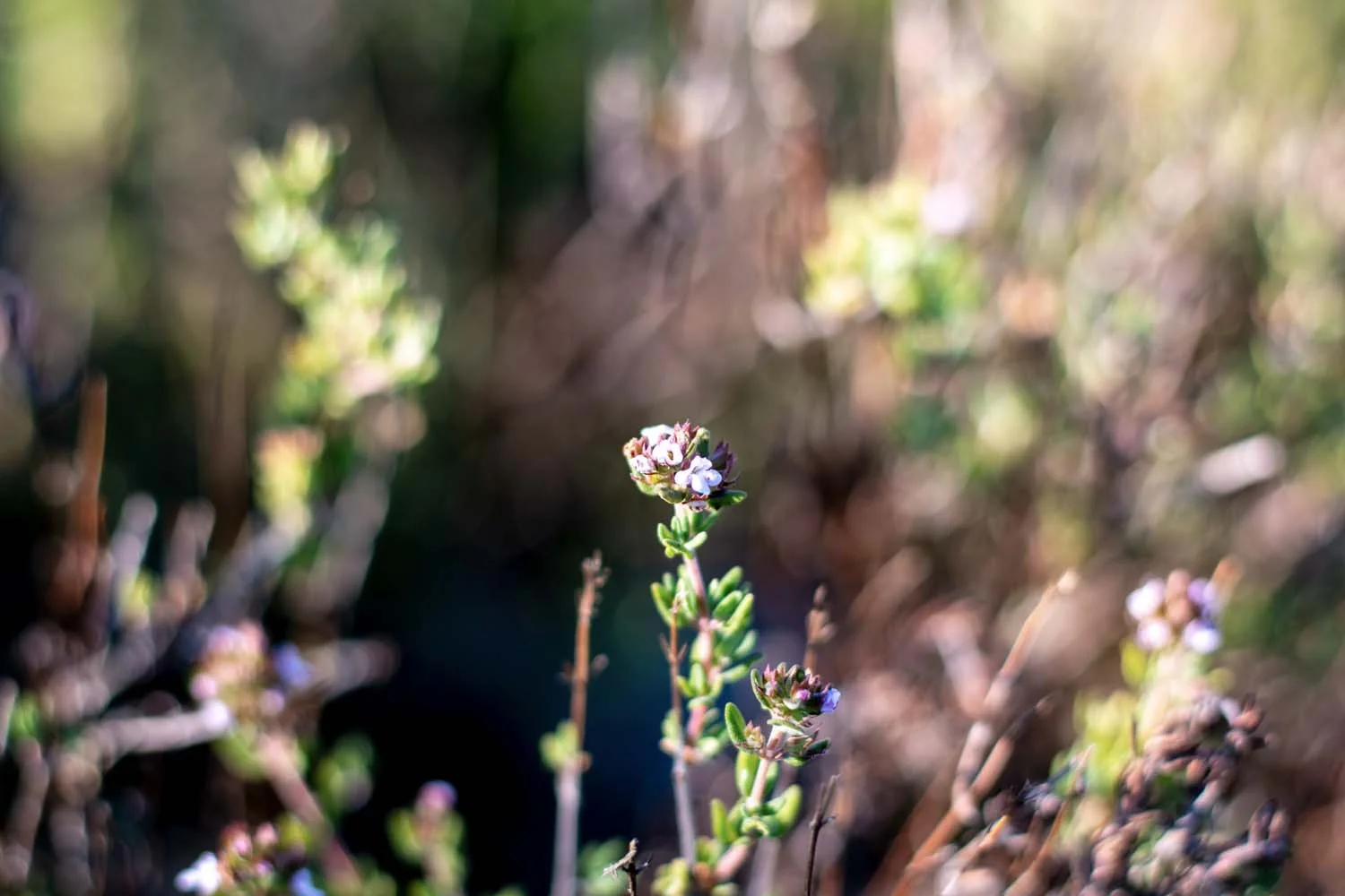 Thym linalol du Languedoc - bio et sauvage - Image 3
