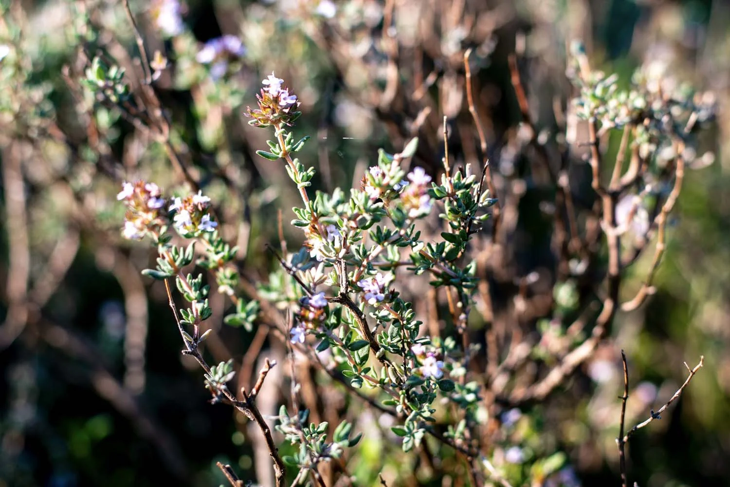 Tisane des garrigues - bio et sauvage - Image 2