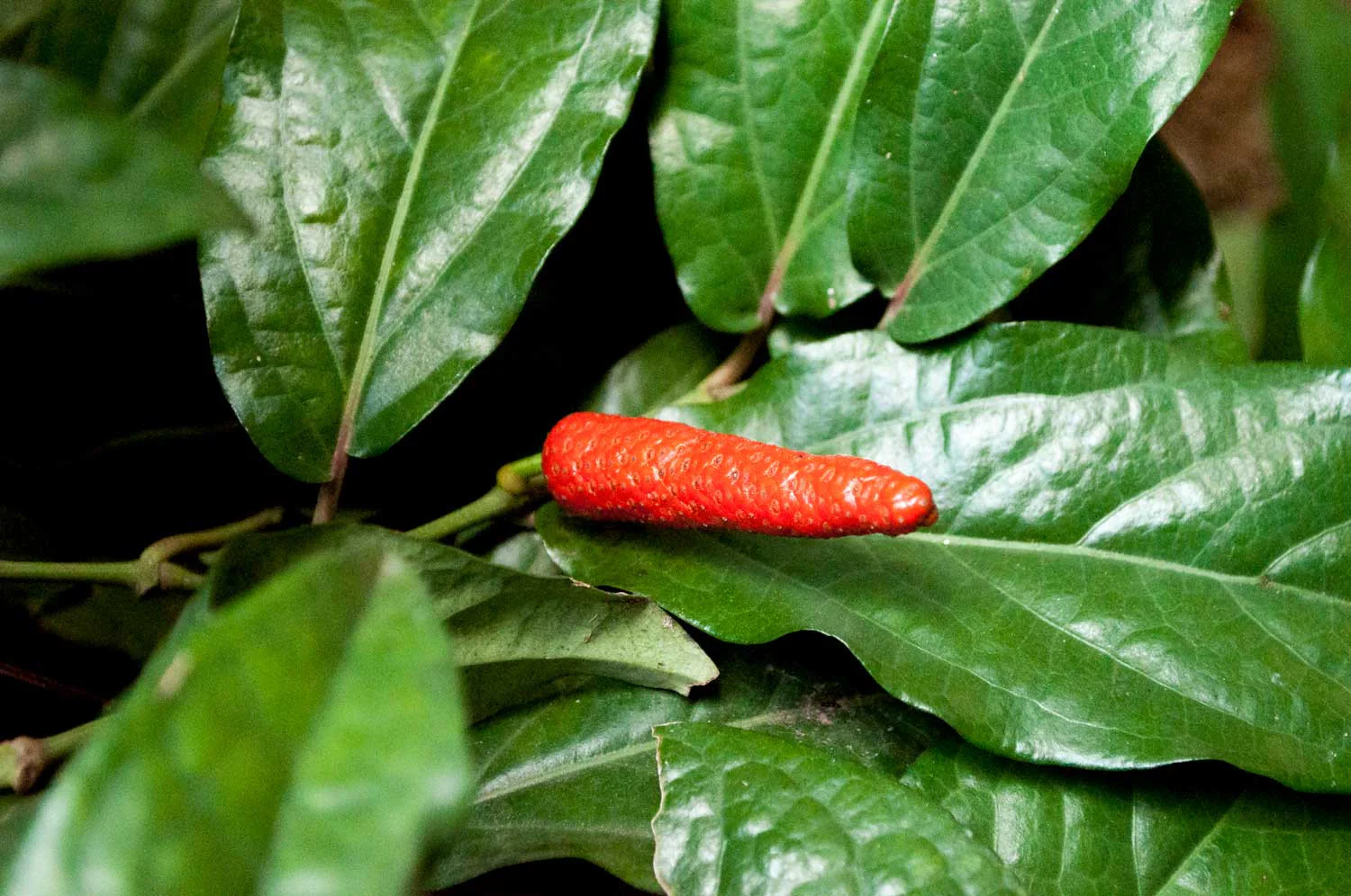 Toasted pepper - Image 3